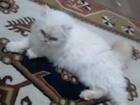 İran kedisi red point