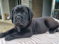 Özel seçim dev gibi cane corso bebekler