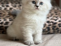 SAFKAN BRİTİSH LONGHAİR / SHORTHAİR ERKEK YAVRULARIMIZ