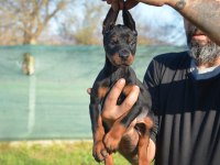 ŞAMPİYON ANNE BABADAN DOBERMAN BEBEKLER