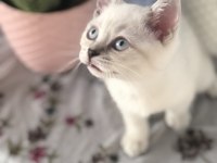 Baba Şecereli Scottish Fold Anne British Orijinal bebekler