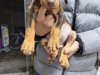 Doberman yavrularımız teslime hazır