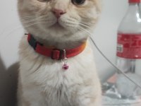 5 aylık kedime yuva arıyorum