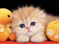 Highland Scottish Fold Golden Dişi