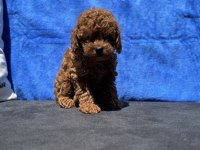 Ankaranın en özel redbrown toy poodle yavruları