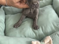 Cane Corso yavrular Blue renk