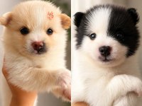 Pomeranian spitz 5 haftalık