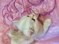 Safkan british shorthair bebek