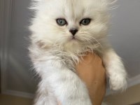 Chinchilla kedisi