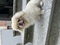 11 aylık pekinez dişi