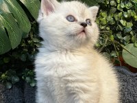 BRİTİSH SHORTHAİR NY1133 DİŞİ
