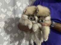 Pomeranian boo yavrularımız teslime hazır