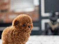 SEVGİLİSİYLE KÜS OLANLARA ÖZEL TOY POODLE BEBEKLERİM