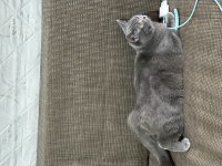Ücretsiz Sahiplendirme British Shorthair Acil