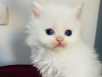 British Longhair Beyaz Yavru