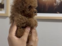 Teacup red ve red brown dişi erkek poodle yavrular