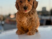 Masal Gibi Yavrular Maltipoo Aşkına!