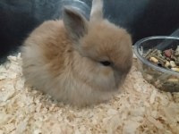 1.5 aylık cüce tavşan