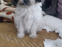 Terrier 0 numara