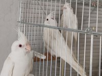 Yavru Alınmış Albino Sultan Papağanı Takım