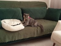 British shorthair kedimiz