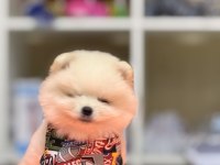 Ayı surat pomeranian boo
