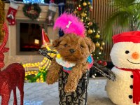 Minnoş maltipoo bebeklerimiz