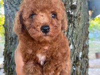 Toy Poodle Yavru