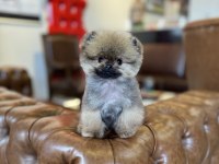 MİKRO TEA CUP ORANGE AYI SURAT POMERANİAN BOO