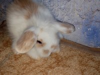 Hollanda teddy lop tavşan yavrular
