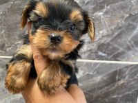 Teacup orjinal yorkshire terrier