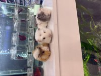 GİNEPİG YAVRULARI CİTYPETSHOP