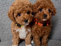 Kore Kan Poodle Teacup