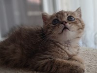 British Shorthair Black Tabby