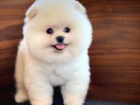 A KALİTE POMERANİAN BOO YAVRULARIMIZ (BOŞ GEÇMEYİN)