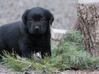 Safkan ırk garantili labrador retriever yavrular