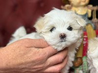 Tea cup maltese terrier yavrular ziyarete açık