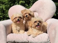 Mini Maltipoo Sevimli Bebekler