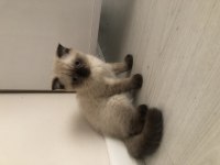 3 aylık scottish fold yeni yuvasını arıyor