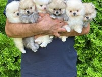 Pomeranian boo en uygun