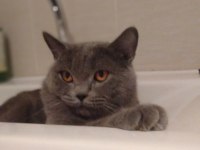 British shorthair erkek kedimize dişi eş arıyoruz