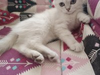 3 aylık bebek scottish fold