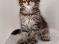 Full şecereli maine coon ünvanlı ebeveynlerden
