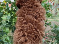 Irk ve Sağlık Garantili 10 numara poodle yavrular