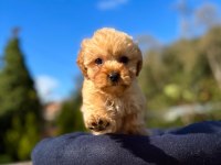 MİNİ MALTİPOO YAVRULARIMIZ