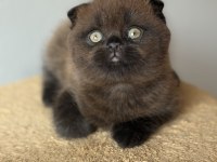 Scottish fold çikolata Point