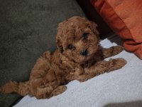 Minik poodle prensesiniz sizi bekliyor