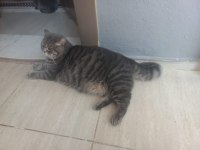 9 aylık erkek kedimiz