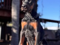 DOBERMANLAR BAZI ŞEYLERİN AÇIKLAMAYA İHTİYACI YOKTUR