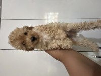 Maltipoo Dişi Erkek Bebekler